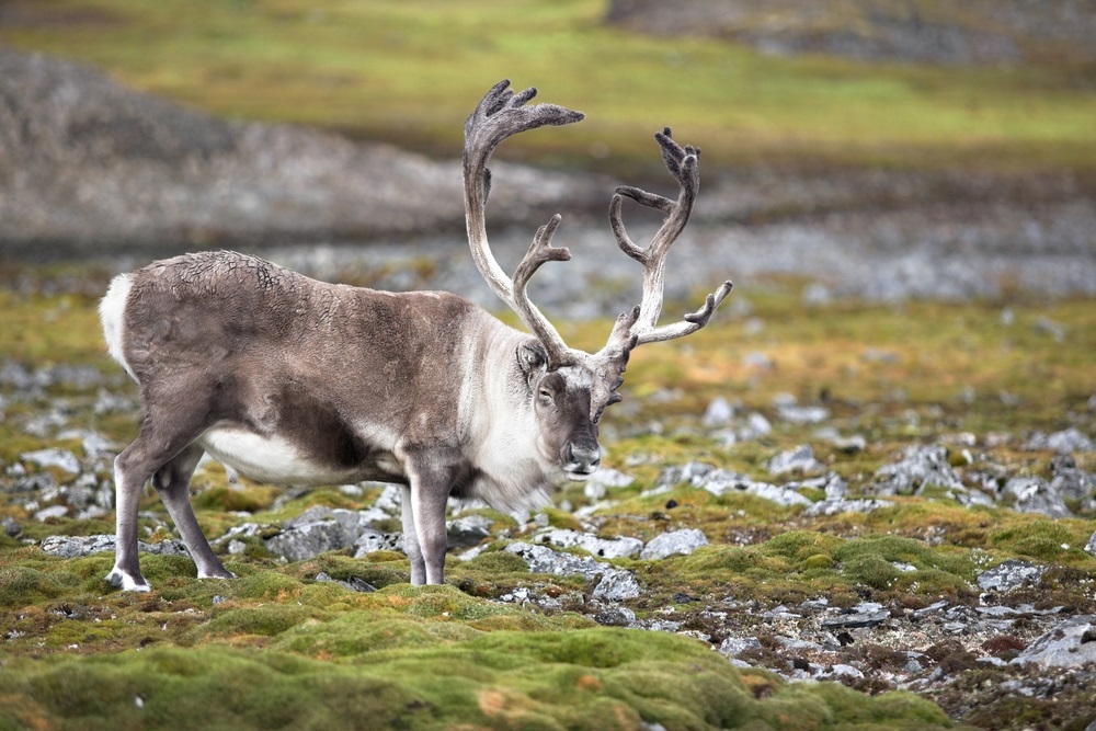 The tundra is a rocky landscape. Lichen—a combination of fungi and algae—grow on the rocks. Lichens are a favorite food of reindeer that migrate across the tundra in vast herds. During winter, these lichens are one of the only foods available and reindeer will dig through snow to find them. (Incredible Arctic/ Shutterstock) 