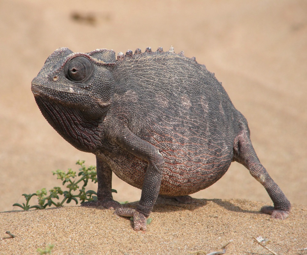 Chameleons are famous for their ability to change color and blend in with their surroundings. The Namaqua chameleon of southwestern Africa is no exception. However, unlike other chameleons that live in trees, this desert-dwelling species digs burrows in the sand to make its home. The Namaqua chameleon uses its long, sticky tongue to nab insects and scorpions. (almondd/ Shutterstock) 