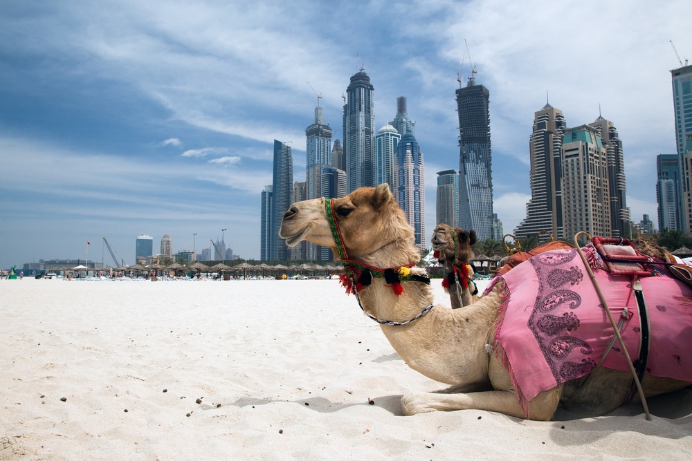 Desert-adapted dromedaries (one-humped camels) were domesticated thousands of years ago. People ride them, drink their milk, and even race them. Camels can travel for 100 miles across the desert without water, and they can easily handle temperatures of 110 degrees Fahrenheit, This one is hanging out on a beach next to Dubai, waiting to take tourists for a ride. (Cherkas/ Shutterstock) 