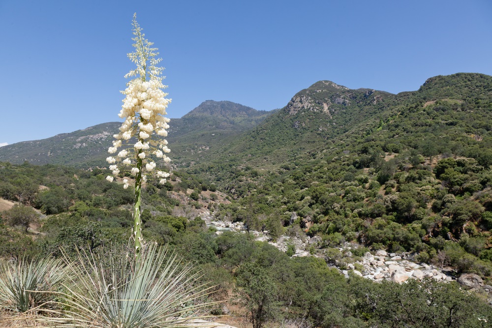 Growing up to nine feet high in Southern California, this tower of flowers emerges from the low-growing plant below, which is known as Spanish bayonet (for its bladelike leaves). The gray-green color of Spanish bayonet is typical of many plants in the Mediterranean zone. The light-colored leaves reflect heat better than darker colors, and that helps plants conserve water in this dry environment. (Mariusz S. Jurgielewicz/ Shutterstock) 