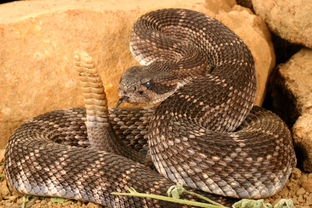 One of many sub-species of rattlesnake, the black diamond rattler hunts rodents in California’s chaparral at night. If disturbed or threatened, it will vibrate the rattle at the end of its tail as a warning. Its venom is extremely toxic. (Audrey Snider-Bell/ Shutterstock) 