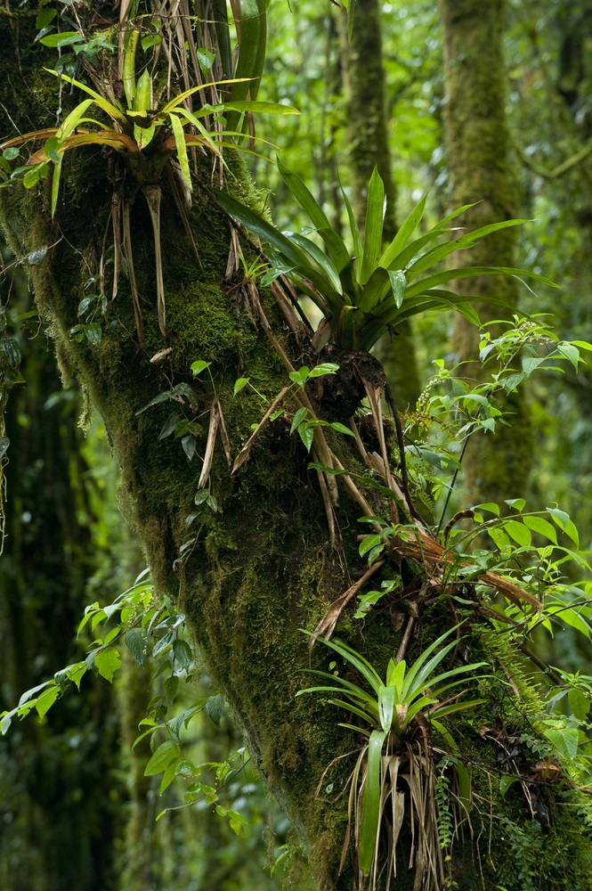 Plants grow everywhere in the rainforest—even on other plants. This tree trunk in Panama’s rain forest is home to several bromeliads. The mop-top leaves of each bromeliad form a bowl-shape that catches rainwater—and these tiny ponds in the sky are home to insects and even frogs. (Alfredo Maiquez/ Shutterstock) 