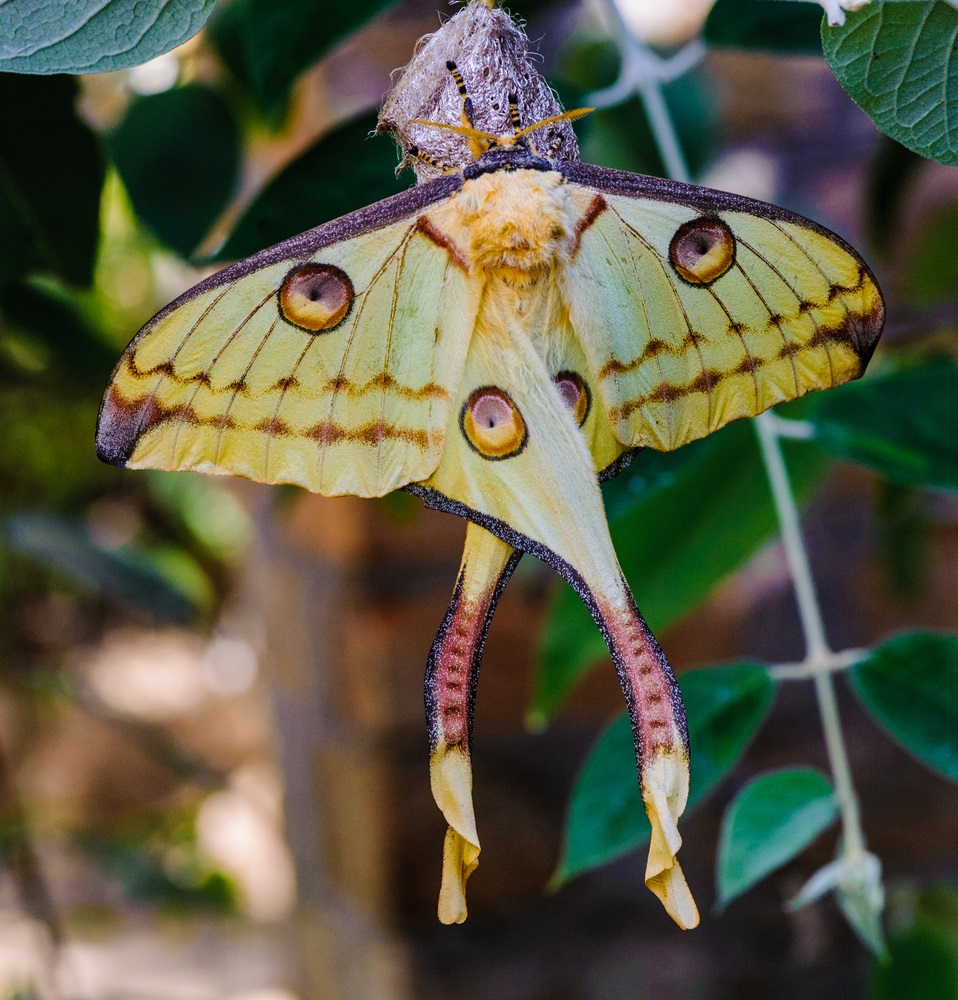 Madagascar’s rain forests are filled with astonishing animals, from lemurs and aye-ayes to flying foxes and fossas. This Comet Moth, also called the Madacascan Moon Moth, is one of the largest moths in the world, with a wingspan of eight inches and a six-inch-long tail. It evolved its showy appearance to attract mates. The eyespots mimic the red eyes of lemurs—and are there to confuse predators. (Anton_Ivanov/ Shutterstock) 