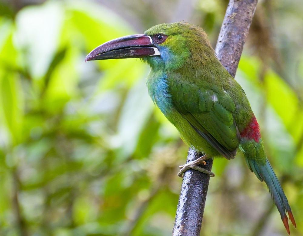 About 40 species of toucans live in rain forests in Central and South America. These big-billed birds nest in tree hollows and eat mostly forest fruits. The crimson-rumped toucanet—pictured here—lives in the mountain rain forests of Ecuador. (Steve Hermann) 