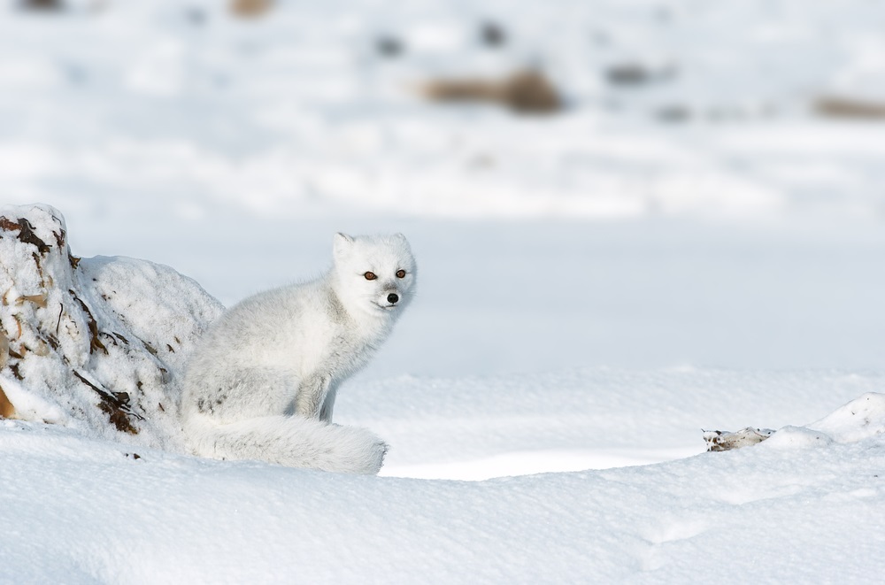 The arctic fox is well-adapted to life on the tundra. During loooooong arctic winters, it sports a thick, all-white coat for camouflage and warmth. And it often follows polar bears around, eating their leftovers. During summer, the arctic fox’s coat turns brown, and it hunts for its favorite food—lemmings, which are small, furry, short-tailed rodents that also make their home in the tundra. (AdStock RF/ Shutterstock) 