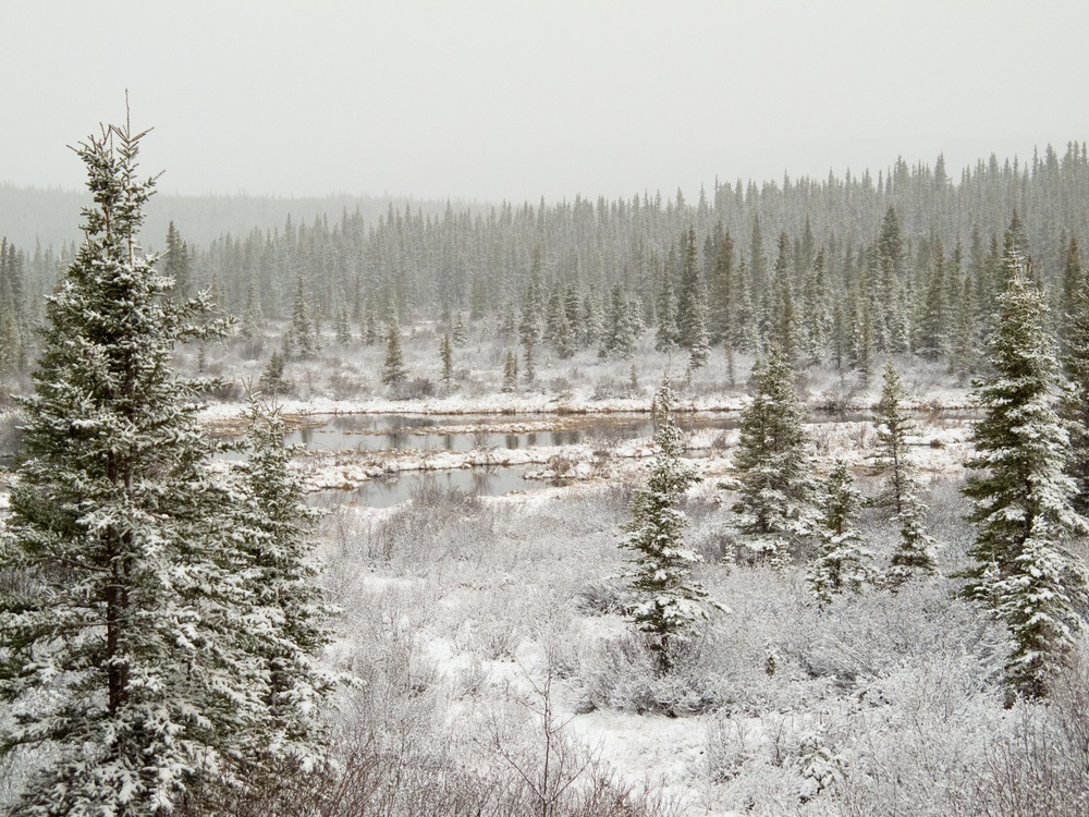 Taiga trees have many adaptations for surviving harsh winters, a short growing season, and nutrient-poor soil. Their conical shapes allow snow to slip off easily, without weighing down and breaking branches. Their needle-shaped leaves have waxy, protective coatings to lock in moisture. Plus, the needles don’t all fall off in autumn. Keeping the leaves through the winter means taiga trees don’t need to use energy to grow an entire set of new leaves each spring and they can capture energy from the sun throughout the year. (Pi_Lens/ Shutterstock) 