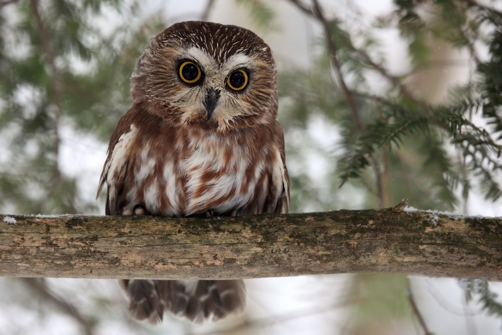 Tiny but fierce, the seven-inch-high saw-whet owl flies north to the taiga every spring to mate and lay eggs. About half of all North American bird species nest and raise their chicks in the taiga. (Mlorenz/ Shutterstock)