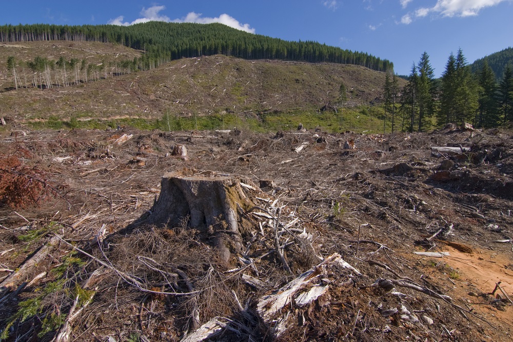 The vast forests of the taiga are being shrunk by massive logging operations. The wood is used to make paper and build houses. When trees are clearcut, the forest habitat is destroyed. Reducing the size of the world’s forests also contributes to global warming. Forests are called “carbon sinks” because they absorb carbon dioxide and help keep the world’s carbon cycle in balance. When too much carbon gas is released into the atmosphere, the climate tends to warm—and that can have serious consequences for humans and ecosystems. (Christopher Kolaczan/ Shutterstock)