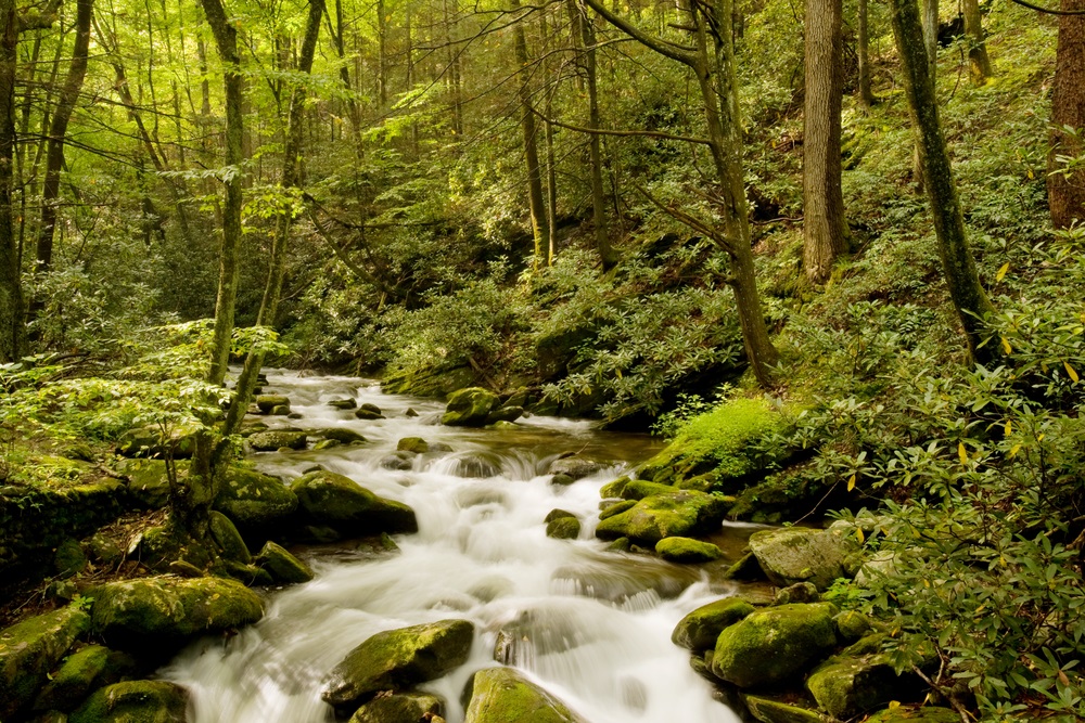  Deciduous forests have at least three layers. The tallest trees make up the canopy. Saplings and shrubs are found in the understory. Ferns, moss, and wildflowers grow on the forest floor.  (Natalia Bratslavsky/ Shutterstock) 