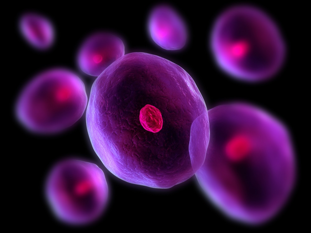 The cells of plants and animals have three main parts. 1. The cell wall is called the membrane. 2. The liquid inside the cell is called the cytoplasm. 3. The inner core of the cell is called the nucleus and holds the cell’s DNA. The DNA is a set of instructions telling cells what to do, how to build the body, and how to keep it healthy. (Sebastian Kaulitzki/ Shutterstock) 