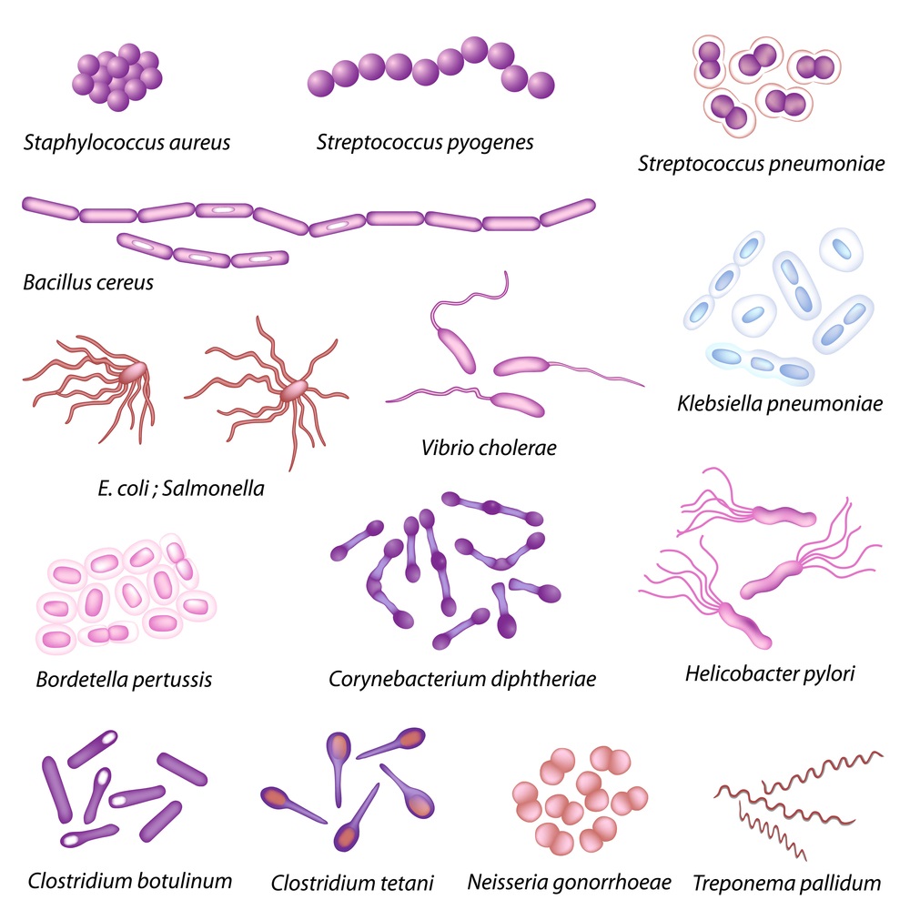 The simplest life-forms on Earth have just one cell. An example of a one-celled life-form is a bacterium. These species of bacteria all cause diseases in humans. But many bacteria are not harmful, or even helpful. (Alila Medical Media/ Shutterstock) 