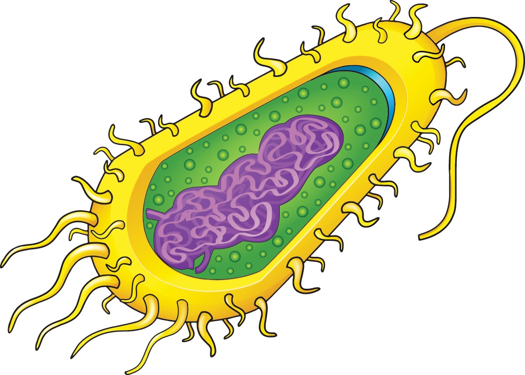 There are two main types of cells: prokaryotic and eukaryotic. Prokaryotic cells, like the bacterium pictured here, are simple cells. They don’t have a lot of internal parts, just cytoplasm, and DNA floating in the middle—with no nucleus.  In contrast, eukaryotic cells are complex, with lots of parts and a nucleus that holds and protects the DNA. (Blue Ring Media/ Shutterstock) 