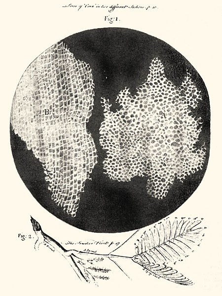 There was no photography when Robert Hooke saw plant cells through his microscope in 1665. So he drew a picture of what they looked like, and he published his work in a book called Micrographia. He wrote, “these pores, or cells . . . were indeed the first microscopical pores I ever saw, and perhaps, that were ever seen.” (Illustration via Wikipedia) 