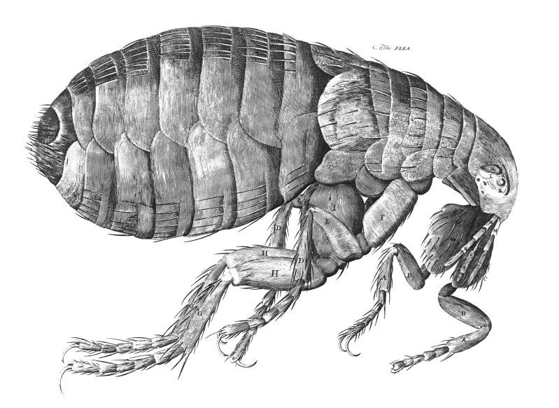 Hooke drew hundreds of pictures of what he saw through his microscopes. This drawing of a flea is one of his most famous. His big pictures of tiny things inspired many other scientists to start looking at the microscopic world. (Illustration via Wikipedia) 