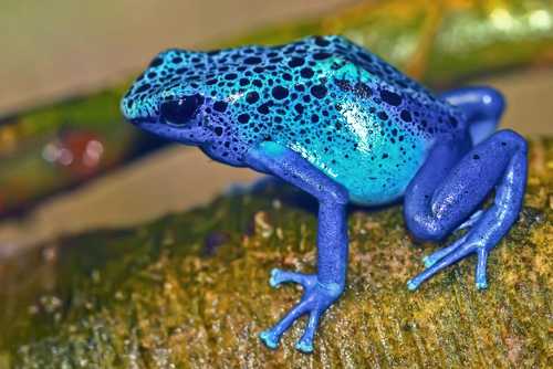 Frog Eats &amp; Sweats Poison Kids Discover