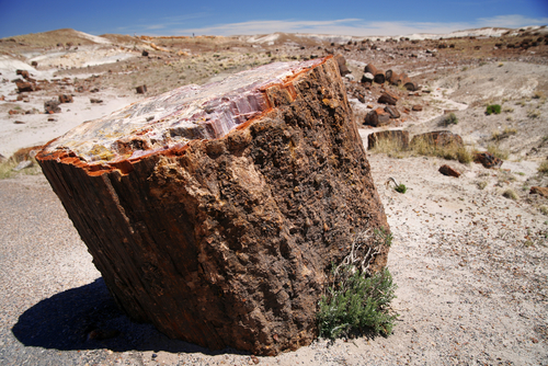 Petrified National Forest