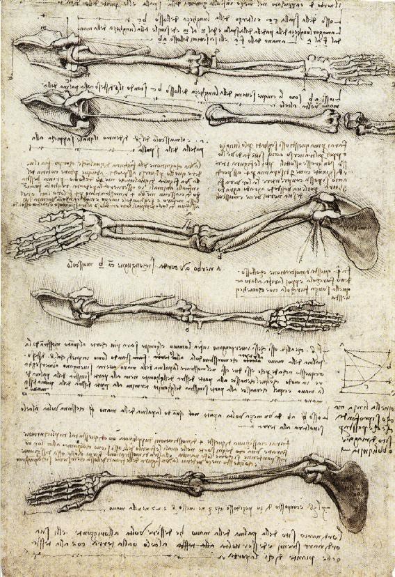 Da Vinci took his anatomical studies further than any other artist, filling multiple sketchbooks with his drawings of the human body and pioneering the detailed documentation of dissections from multiple angles. (Image via Wikipedia)
