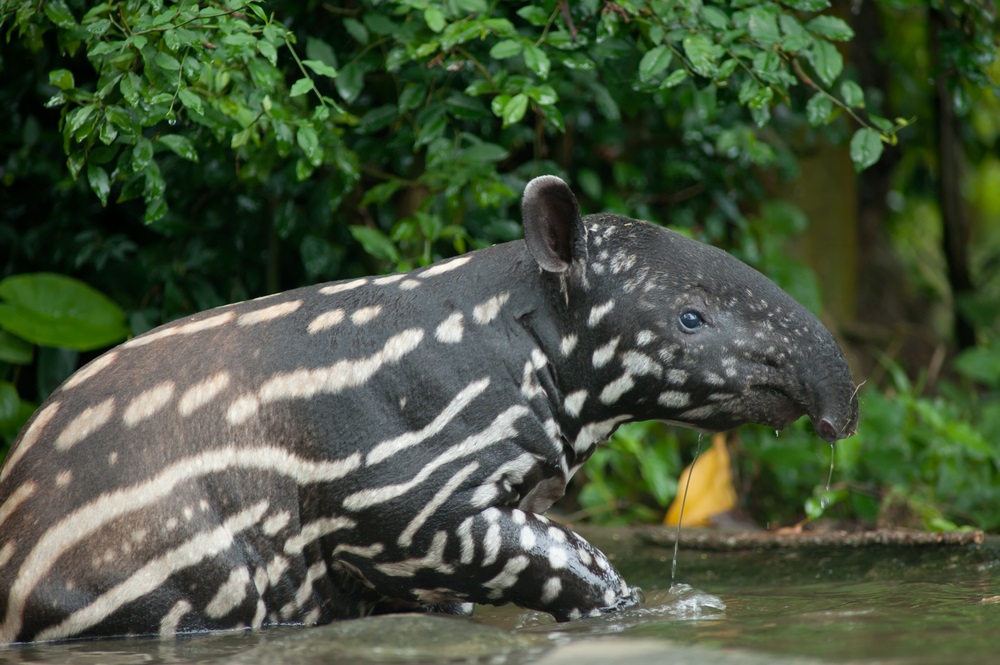 The Kerinci Seblat National Park in Indonesia is home to five volcanoes, rare tigers, elephants, rhinos, sun bears, flying foxes, and clouded leopards, as well as the corpse flower, the world’s largest (and worst-smelling) bloom. The young Malayan tapir shown here lives in a zoo, but wild tapirs are among the many endangered species that thrive in the protected forests of Kerinci Seblat.  (Arun Noisri/ Shutterstock) 