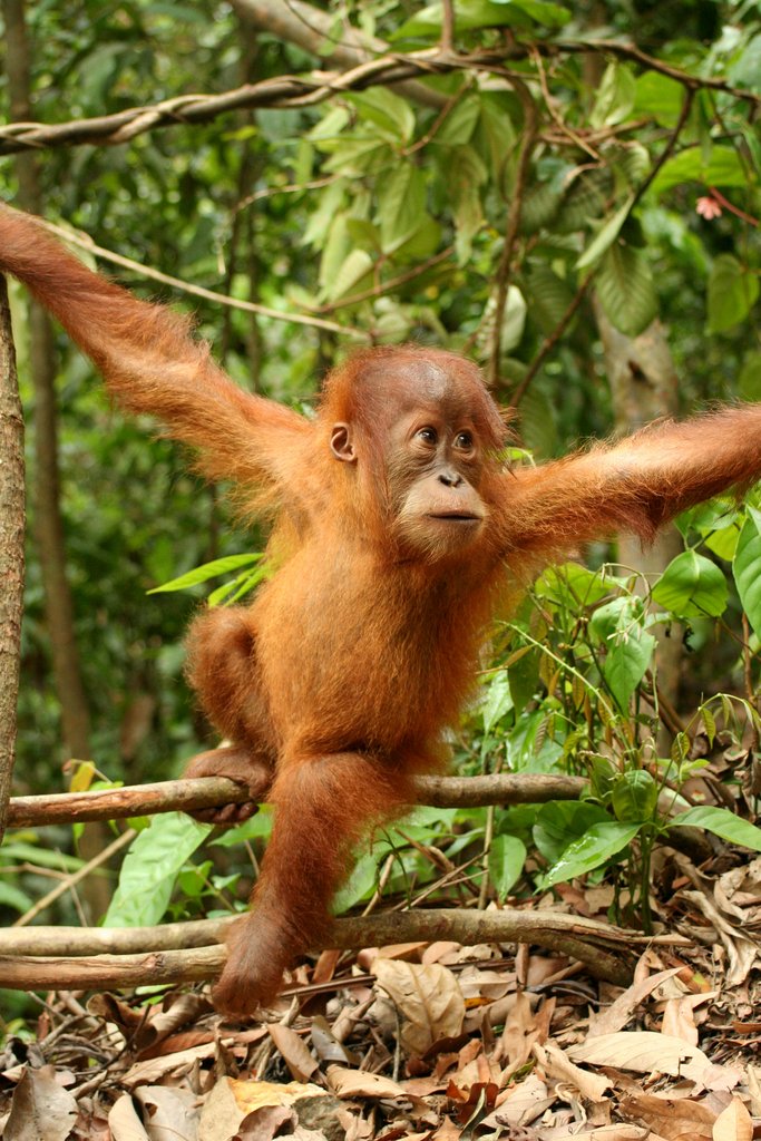 This young Sumatran orangutan lives in Indonesia’s Gunung Leuser National Park. Sumatran orangutans are critically endangered and only about 7,000 survive in the wild. (Image via Wikipedia) 