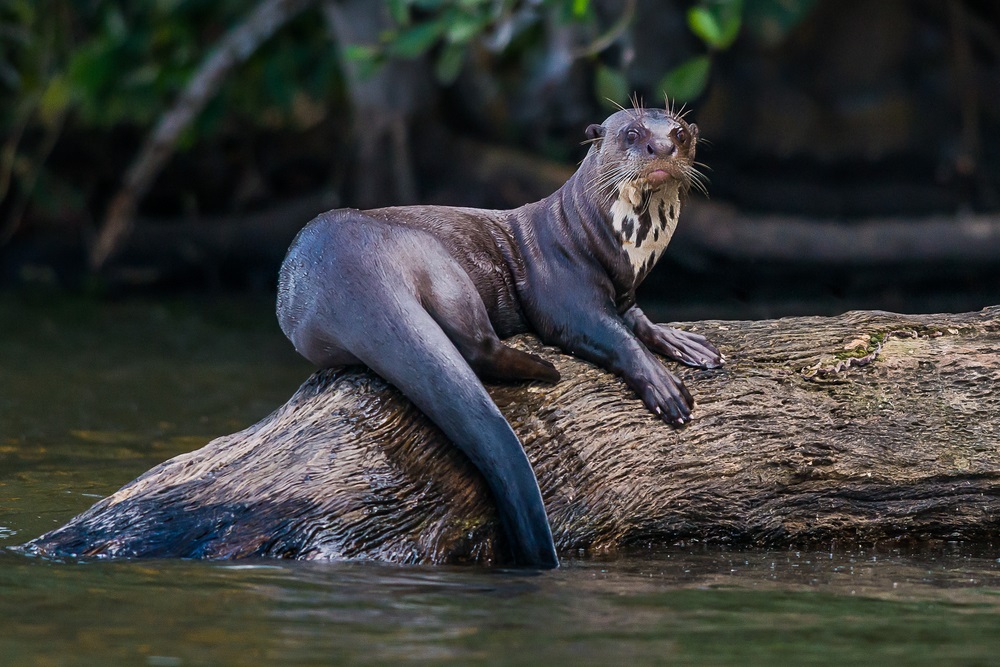 Manú National Park in Peru is one of the most biodiverse national parks in the world, with 20,000 plant species, about 1,000 species of birds, and more than 1,000 species of butterflies. One of the most unusual creatures that makes Manú home is the endangered giant river otter. (ostill/ Shutterstock) 