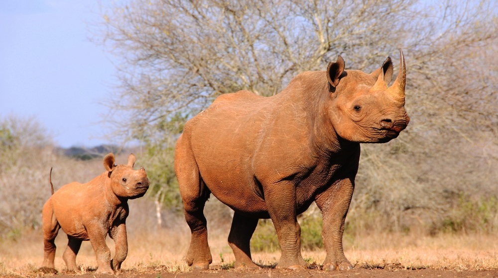 At the Mkomazi Rhino Sanctuary in Tanzania, endangered black rhinos are protected from poachers and have habitat to roam.  (Jiri Balek/ Shutterstock) 