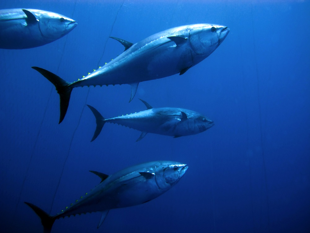 Torpedo-shaped and very fast, bluefin tuna can retract their fins to reduce drag when they have a need for speed. When chasing prey, they reach speeds up to 45 mph. (Ugo Montaldo/ Shutterstock) 