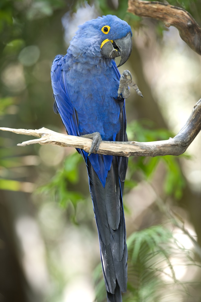 The hyacinth macaw is the world’s largest parrot. Playful and smart, these big blue parrots live in open areas next to forests in Brazil and eat the fruits of palm trees. So many were taken from the wild and sold as pets that only a few thousand survive in their native habitat.  (worldswildlifewonders/ Shutterstock) 