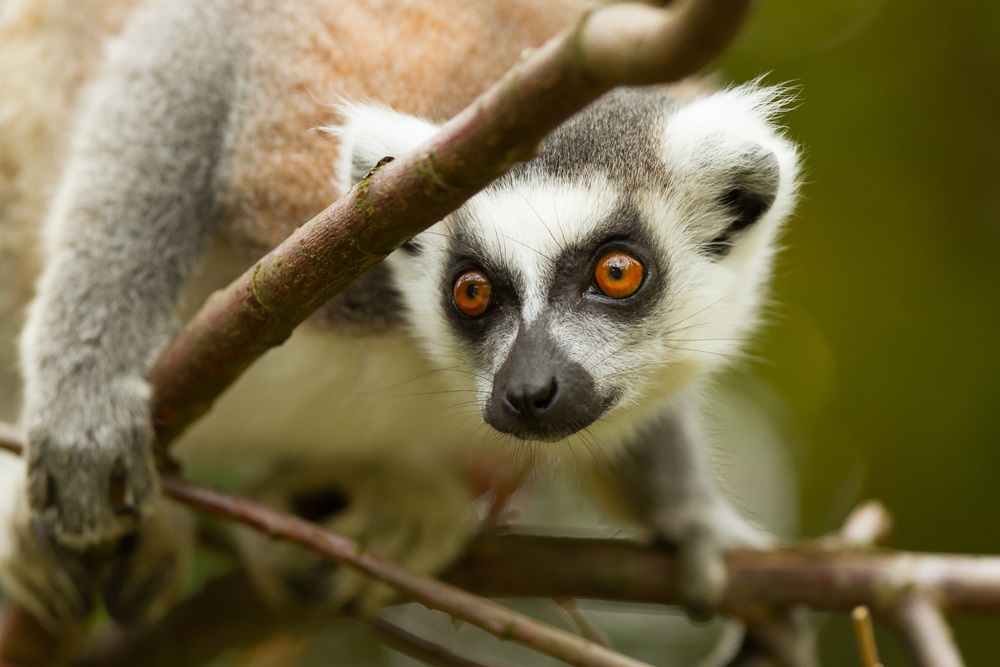 In Madagascar, the ring-tailed lemur is facing a triple threat. 1. The lemurs’ forest home has shrunk due to logging. 2. They are being illegally captured and sold as pets. 3. People are hunting lemurs and eating them for food. Of 104 lemur species on Madagascar, 94 are at risk of extinction. (Micha Klootwijk/ Shutterstock) 