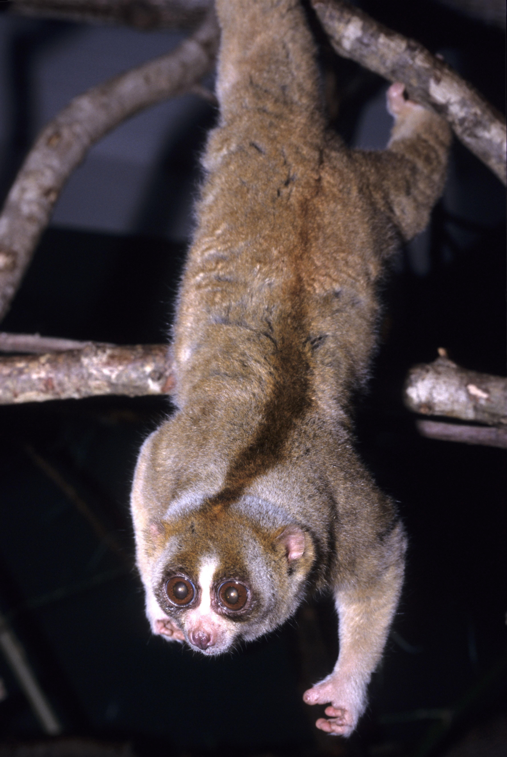 Native to the tropical forests of Indonesia, Malaysia, Thailand, and Singapore, the slow loris is the world’s only venomous primate. Despite their toxic bite which can protect them from predators, they are endangered by the illegal pet trade. After taking baby lorises out of the wild, animal poachers will clip out their teeth to stop them from biting—and the lorises frequently die or get sick from the procedure. Sadly, viral videos on the Web—showing “cute,” captive lorises—are fueling the illegal trafficking. (Image via Wikipedia) 