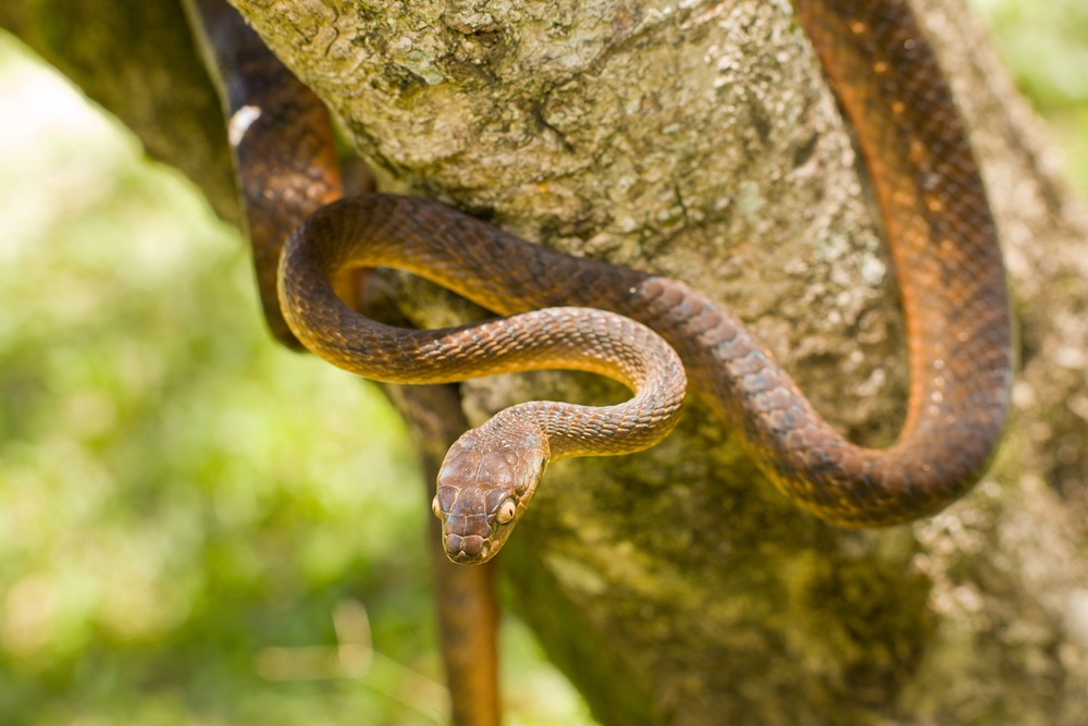 Because the brown tree snake is destroying Guam’s biodiversity, scientists are trying to shrink its population. In 2013, thousands of dead mice laced with snake poison were dropped into the jungle from planes. The dead mice were fitted with parachutes so they would land in the trees where the snakes live. (Janelle Lugge/ Shutterstock)  