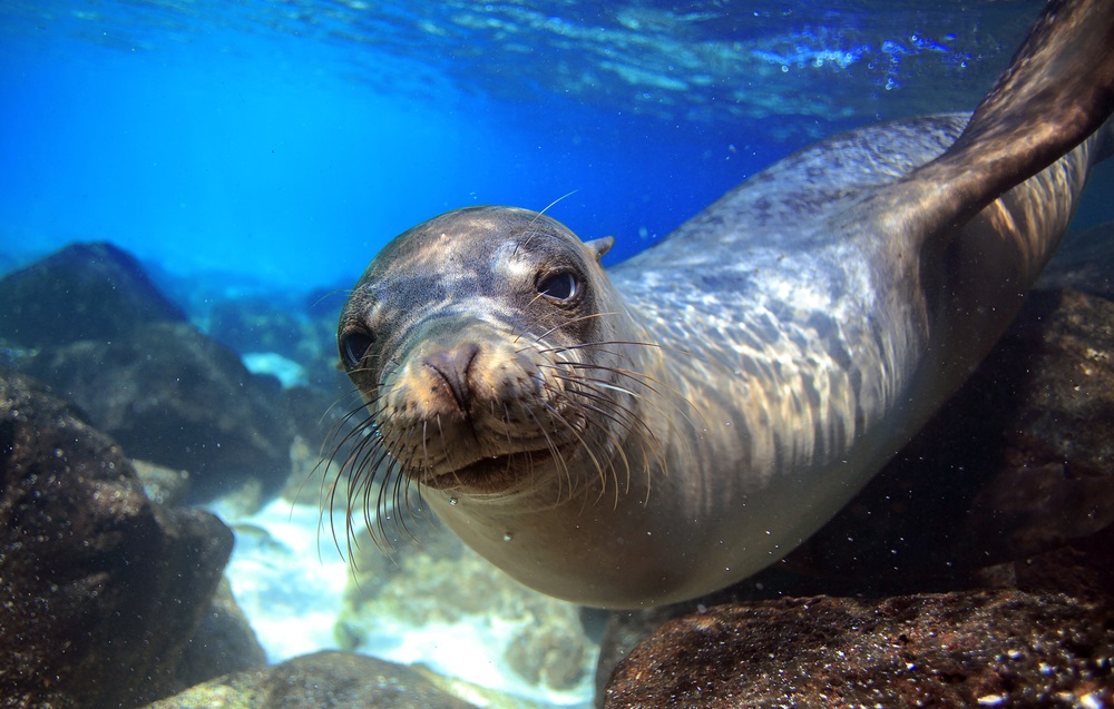 This Galápagos sea lion is categorized as endangered on the IUCN Red List. In the 19th century, the biologist Charles Darwin developed his theory of evolution after visiting the Galápagos Islands and saw how species had adapted to conditions on the different islands.  (Longjourneys/ Shutterstock)