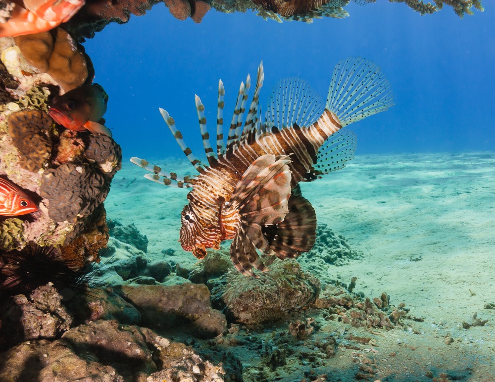 INVASIVE SPECIES. Beautiful and venomous, lionfish were released into the Atlantic Ocean off the coast of Florida in the 1980s—probably by someone who was keeping them in an aquarium. Facing no natural enemies in this new environment, the lionfish population has expanded throughout the coral reefs of the Caribbean. The problem? The lionfish are such big eaters—chomping down on 50 different species of fish—that they are threatening this already fragile ecosystem with collapse. What can be done? Some marine biologists think we should start eating THEM. Chefs in Florida and the Caribbean islands are putting lionfish filets on their menus—and if enough fishermen start catching these invaders, the other fish in the reefs may have a fighting chance.  (Richard Whtcombe/ Shutterstock) 