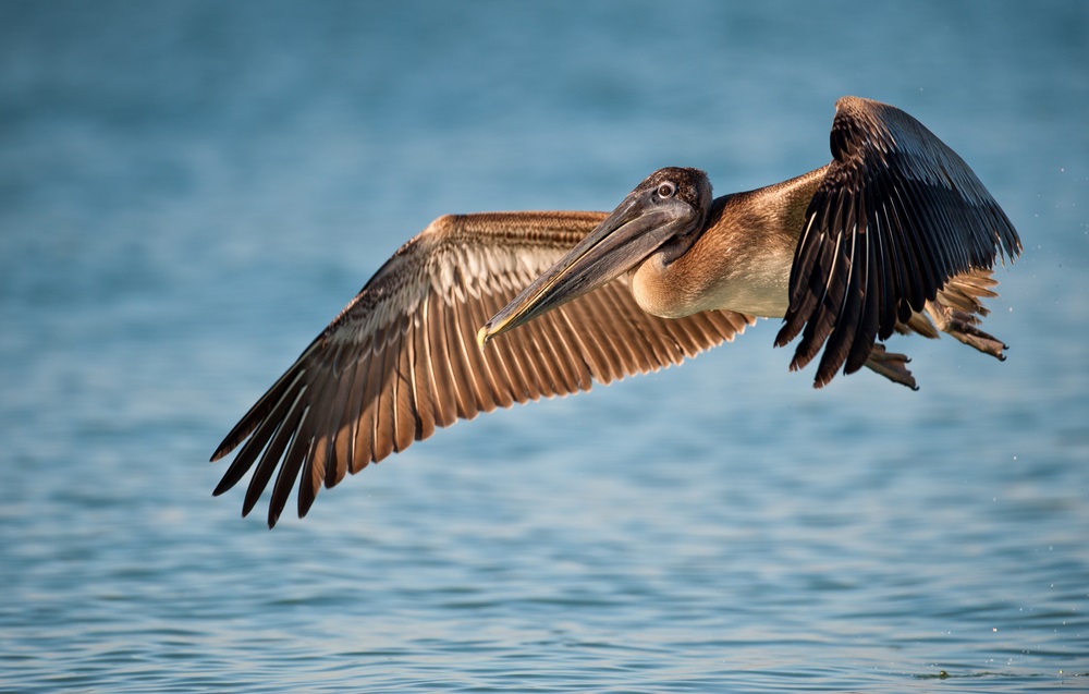 Hunted for its feathers and poisoned by the chemical pesticide DDT, the brown pelican was nearly extinct in the wild 50 years ago. When laws were passed protecting the brown pelican from hunting and banning the use of DDT, the species began to slowly recover. Today, more than 600,000 brown pelicans live in the United States, the Caribbean, and South America. (Nagel Photography/ Shutterstock) 