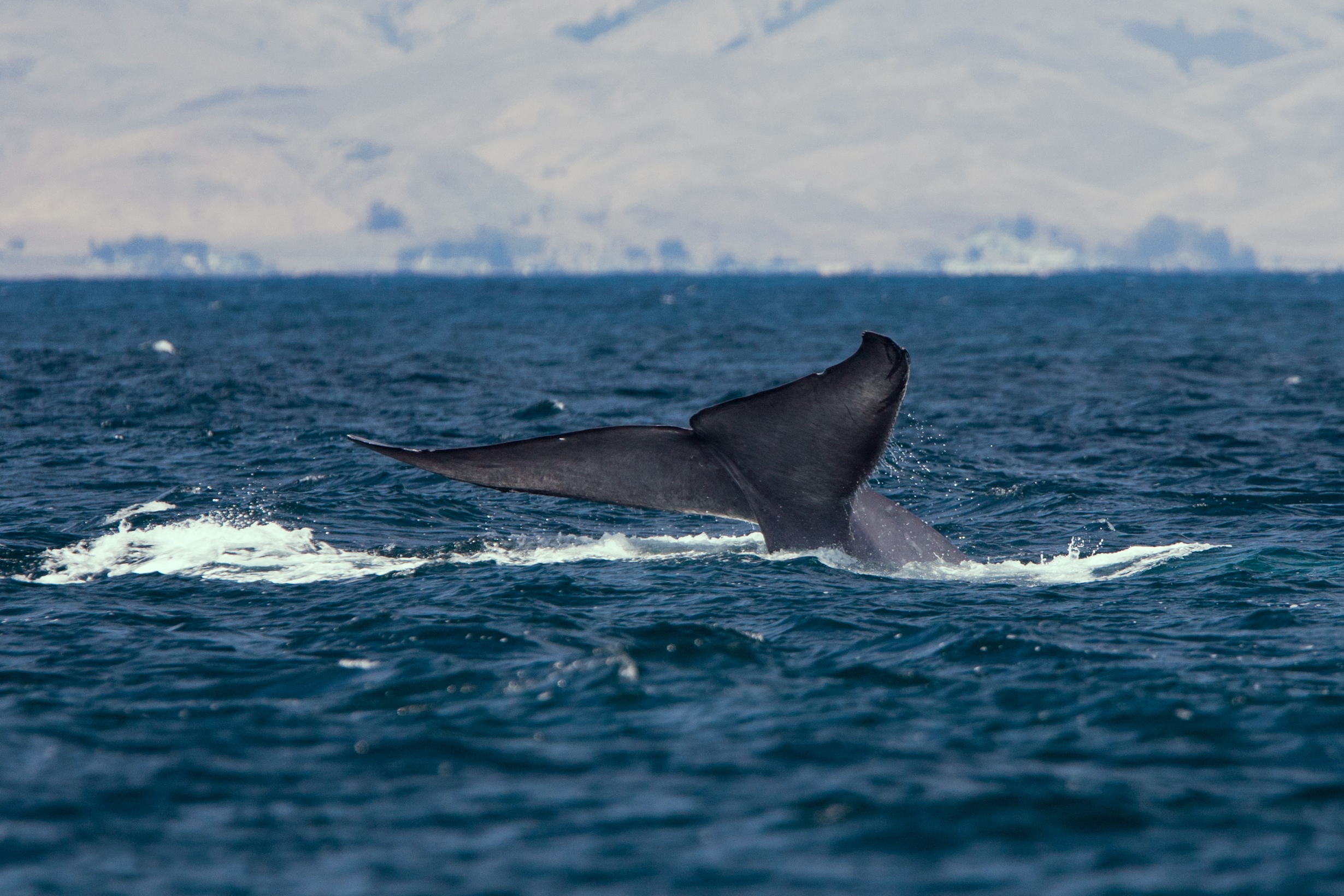 The largest animals on the planet, blue whales were once hunted for meat and oil. But hunting them is now internationally banned. Still gone from some parts of the world where they once lived, blue whales are now slowly recovering as a species. (Image via Wikipedia) 