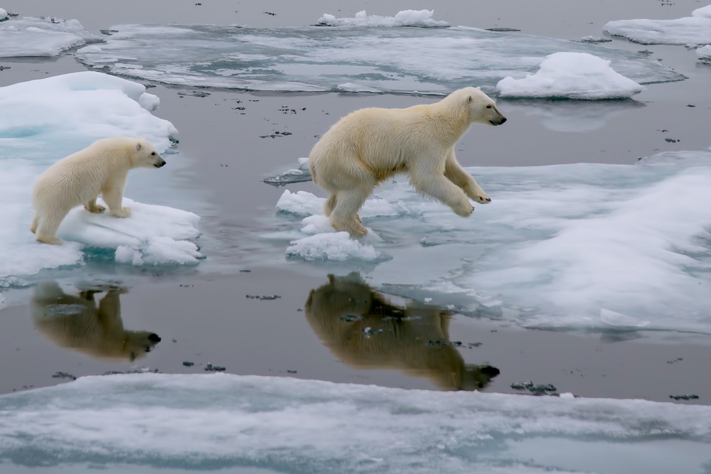 Polar bears use the summer sea ice in the Arctic as a platform for hunting seals. But due to global warming, this specialized habitat is shrinking. Now listed as “threatened” under the U.S. Endangered Species Act, the polar bear was the first species added to list because of the risk posed by global warming. (FloridaStock/ Shutterstock) 