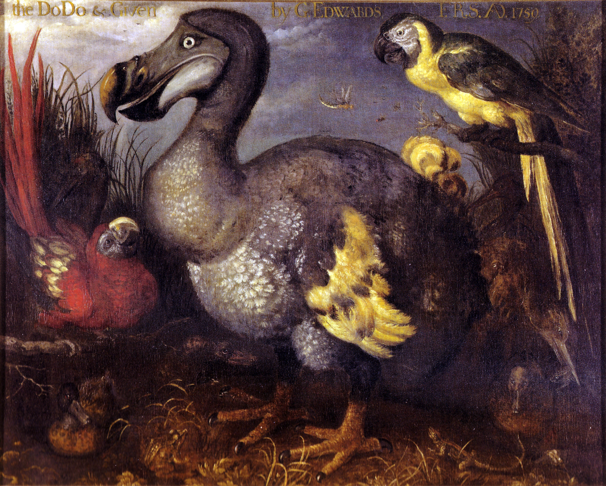 EXTINCT. The large bird in this painting from the 1620s is the extinct dodo. The dodo was a flightless bird that lived only on the island of Mauritius in the Indian Ocean. When European explorers landed on the island in the mid-1500s, they began hunting the dodo for food and chopping down its forest home. Within 100 years of its first contact with humans, the dodo was extinct. (The dodo here may have been living in a royal zoo in Europe when it was painted.) (Image via Wikipedia) 