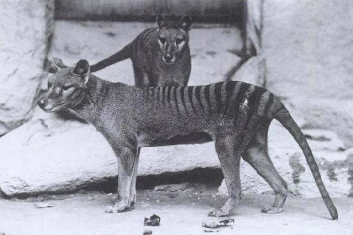 EXTINCT. The Tasmanian tiger looks like a mashup of a tiger and a wolf. But it is more closely related to kangaroos. Like kangaroos, Tasmanian tigers were marsupials with pouches on their bellies in which they raised their young. When settlers arrived on the island of Tasmania in the 1800s, Tasmanian tigers were treated like pests and the settlers hunted them to extinction. The last Tasmanian tiger to be seen alive died in a zoo in 1936.  (Image via Wikipedia) 