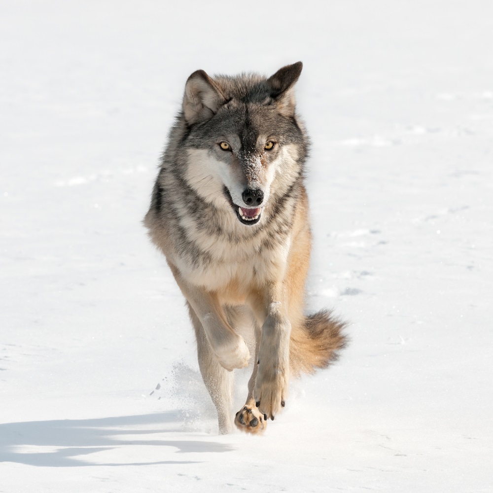 When a species no longer lives in a particular part of its range, it is considered “locally extinct,” or extirpated. An example of that is the wolf in most parts of the United States, Mexico, and Europe. The wolf is not extinct but has been extirpated from many areas where it once lived. Yellowstone National Park was one such area. In the 1990s, wildlife biologists brought wolves from Canada to live in Yellowstone. Today, about 300 wolves make Yellowstone their home. (Holly Kuchera/ Shutterstock) 