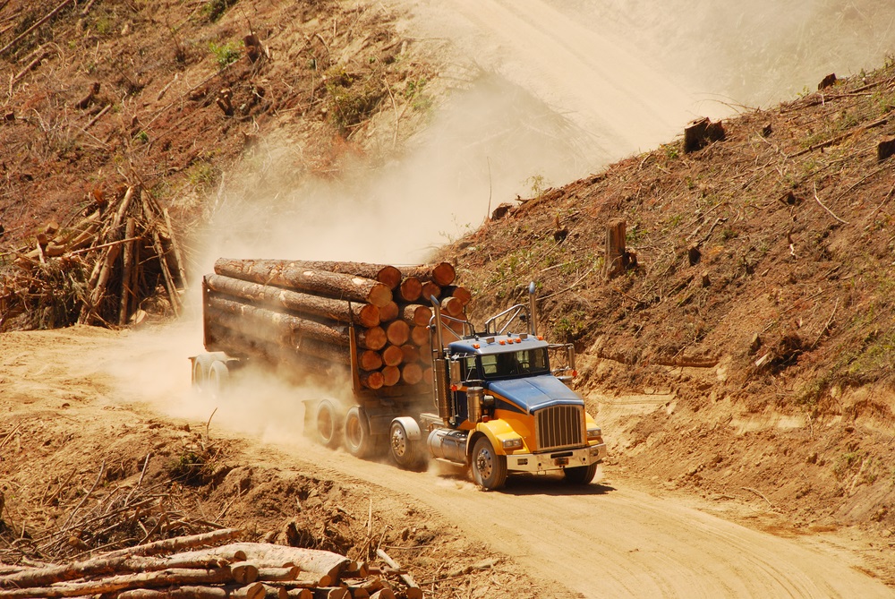 There was once a forest here. The trees were cut to make timber for buildings and pulp for paper. Over the last 500 years, people have chopped down one-third of the world’s forests.  (TFoxFoto/ Shutterstock) 