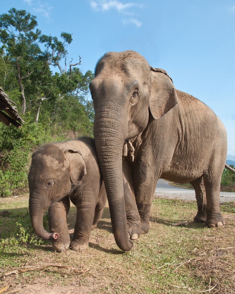Asian elephants used to live in low-growing forests all the way from Iraq to China, but people have taken over much of their habitat. Now only about 30,000 Asian elephants survive in the wild, less than half as many as 50 years ago.  (Ekkachai/ Shutterstock) 