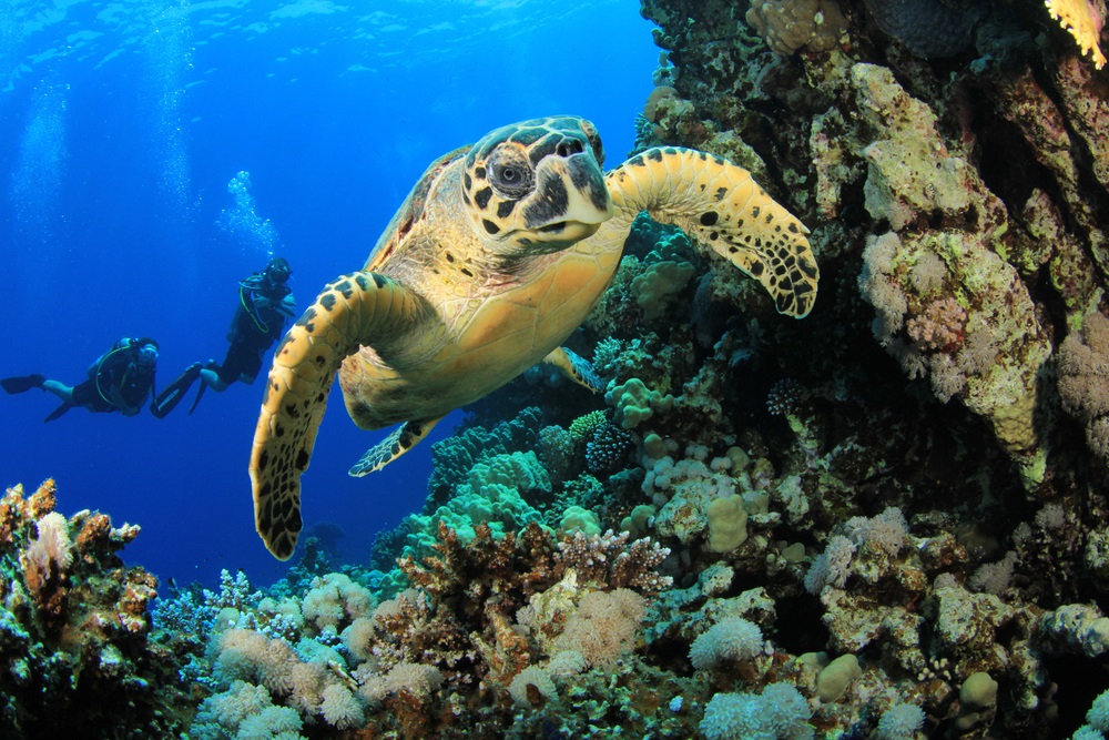 The hawksbill sea turtle is a critically endangered species. These sea turtles find a lot of their food in coral reefs, a vanishing and endangered underwater habitat. They lay their eggs on tropical beaches—but more and more of these beaches have been taken over for tourism and development. (Rich Carey/ Shutterstock) 