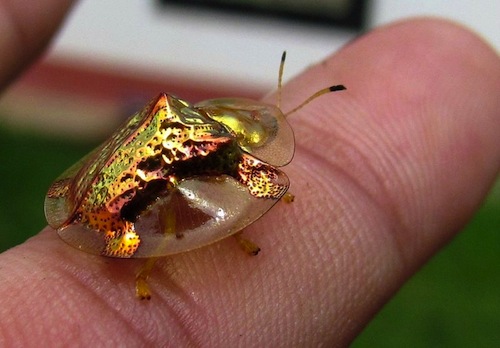 Panamanian golden tortoise beetle