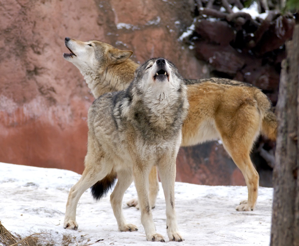 Wolves howl when they are separated from other wolves in their pack. The long, low howls can be heard for miles, and they help wolves stay in touch with each other. (Stayer/ Shutterstock) 