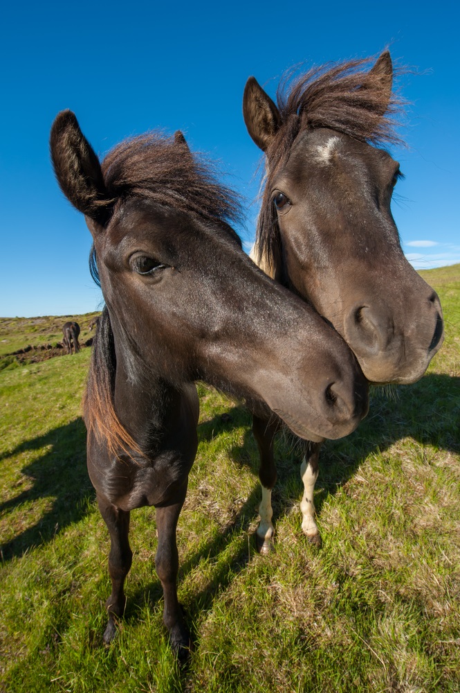 Many animals—horses, rabbits, kangaroos—have muscles that allow them to swivel their ears toward a sound without turning their heads. This is handy when they want to listen for danger. Here’s an interesting fact: Human ears aren’t really built for swiveling, but the muscles are there and some people can wiggle their ears just a little. Are you one of them? (Filip Fuxa/ Shutterstock) 