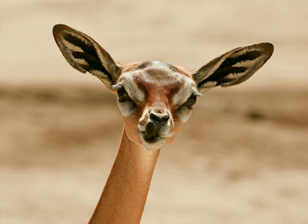 Very big ears can capture more sounds. This gerenuk is an African gazelle that needs both big eyes and big ears to be on guard against predators, such as lions, cheetahs, and leopards. Want to hear like a herbivore? Try cupping your hands behind your ears and flaring your hands out like the gerenuk’s ears. All of a sudden, everything will seem louder.  (Sergey Uryadnikov/ Shutterstock) 