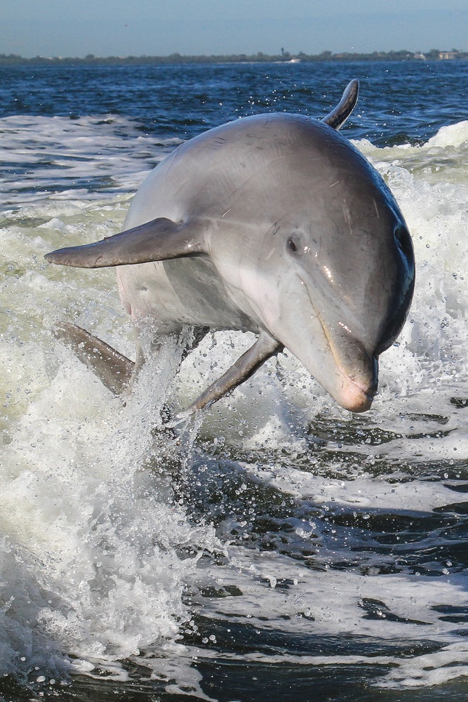 Dolphins use echolocation underwater to find food and navigate. Dolphins make rapid-fire clicking noises, called “click trains” at different pitches. The higher the pitch, or frequency, the more detail they can get back about the object—and the smaller the object they can locate. Dolphins can hear frequencies as high as 200,000 Hz. (Tory Kallman/ Shutterstock) 