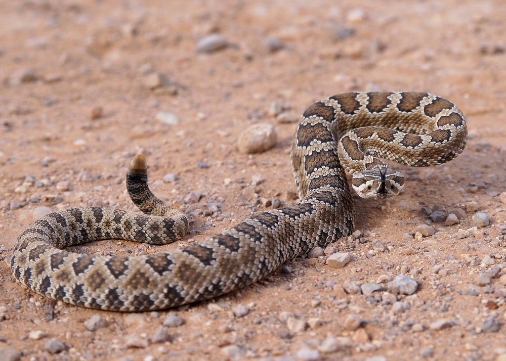 A rattlesnake shakes the end of its tail—making a telltale rattling sound—to warn other creatures not to come any closer.  (Matt Jeppson/ Shutterstock) 