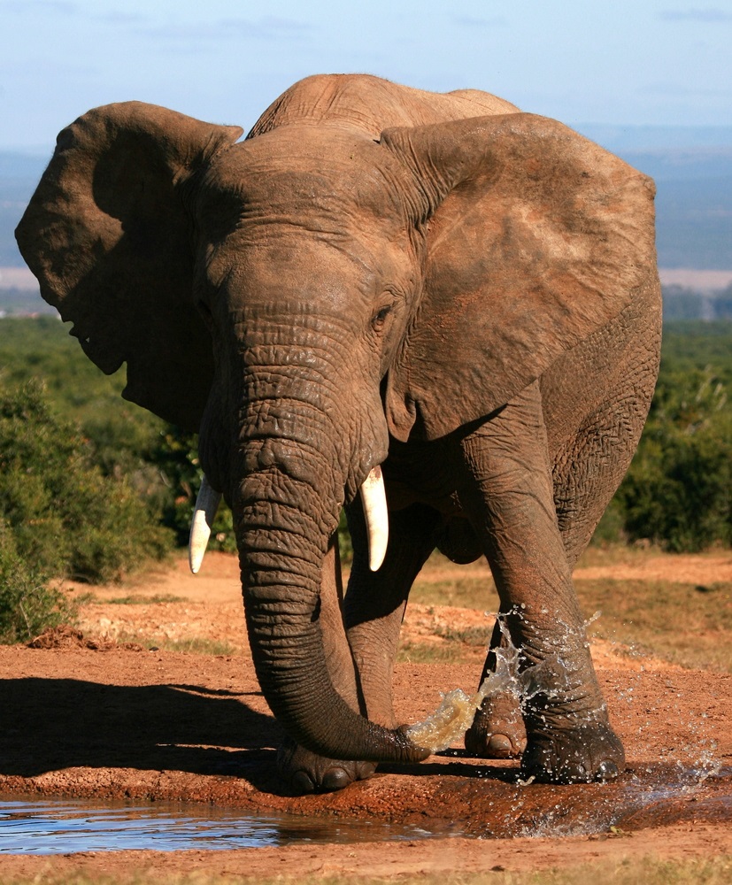 Humans first guessed that elephants used infrasound when a scientist named Katy Payne visited elephants in a zoo and felt the air around the elephants “throbbing” with vibrations. Payne named the elephants’ infrasonic calls “silent thunder.” (Jonathan Pledger/ Shutterstock) 