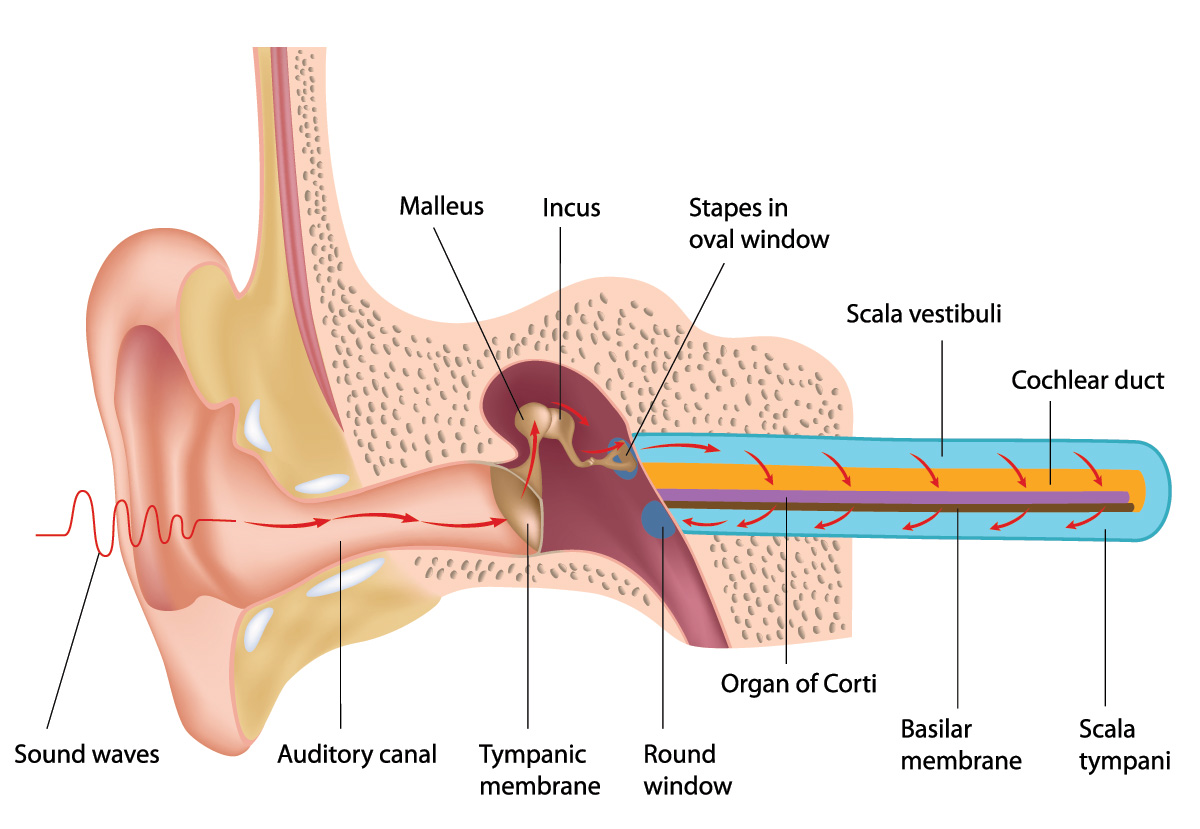 Sound waves are captured by the outer ear and cause the eardrum (tympanic membrane) to vibrate. These vibrations are transmitted via three connected bones: the hammer (malleus), anvil (incus), and stirrup (stapes). The vibrating stirrup tap-tap-taps on the oval window and causes fluid inside the cochlea to pass the vibrations on to the basilar membrane and organ of Corti, which is covered in thousands of microscopic sound receptors (hair cells). From there the vibrations are turned into electrical signals and passed on to the brain for interpretation. Note: The cochlea is shown stretched out here like a straight tube. In reality, it is curled up like a coil. (Alila Medical Media/ Shutterstock) 
