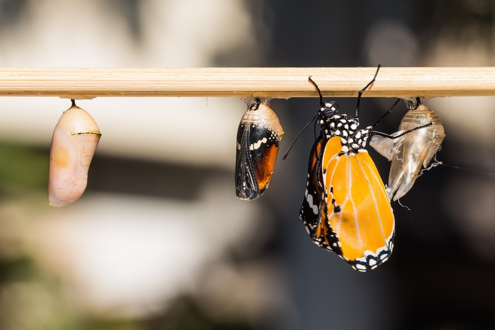 As the butterfly forms inside the chrysalis, its wings begin to show through the shell. When the adult butterfly breaks free—leaving just a pale husk behind—it must dry its wings before taking flight.  (Matee Nuserm/ Shutterstock) 